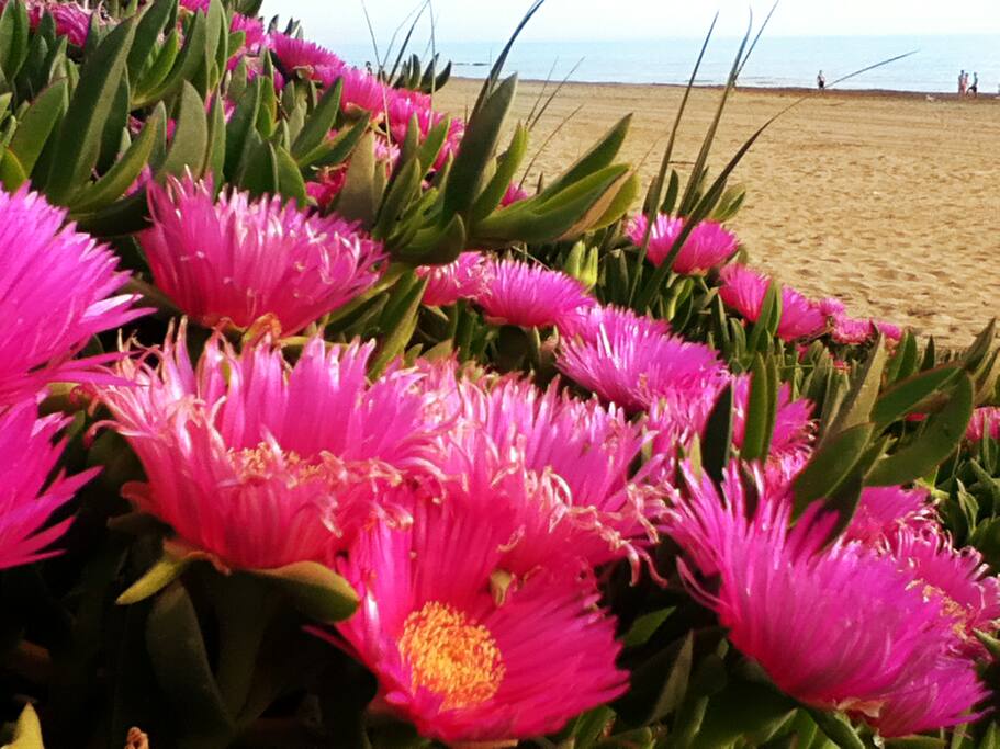 spiaggia