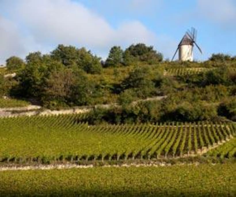 The Vineyard Route (SANTENAY To BEAUNE ) Starts And Finishes 500 Meters From The Gite
