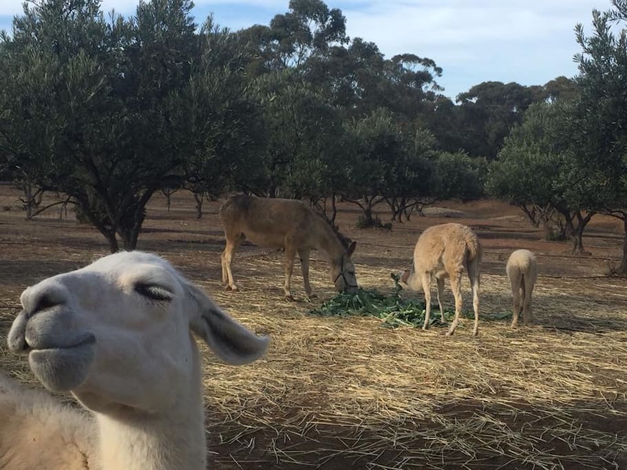 Cisco, our rescue llama, photo bombing!