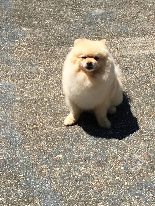 Meet Jamon! Enjoys long walks and raising his leg to every tree, post, stump, trash bag and newspaper in the neighborhood.