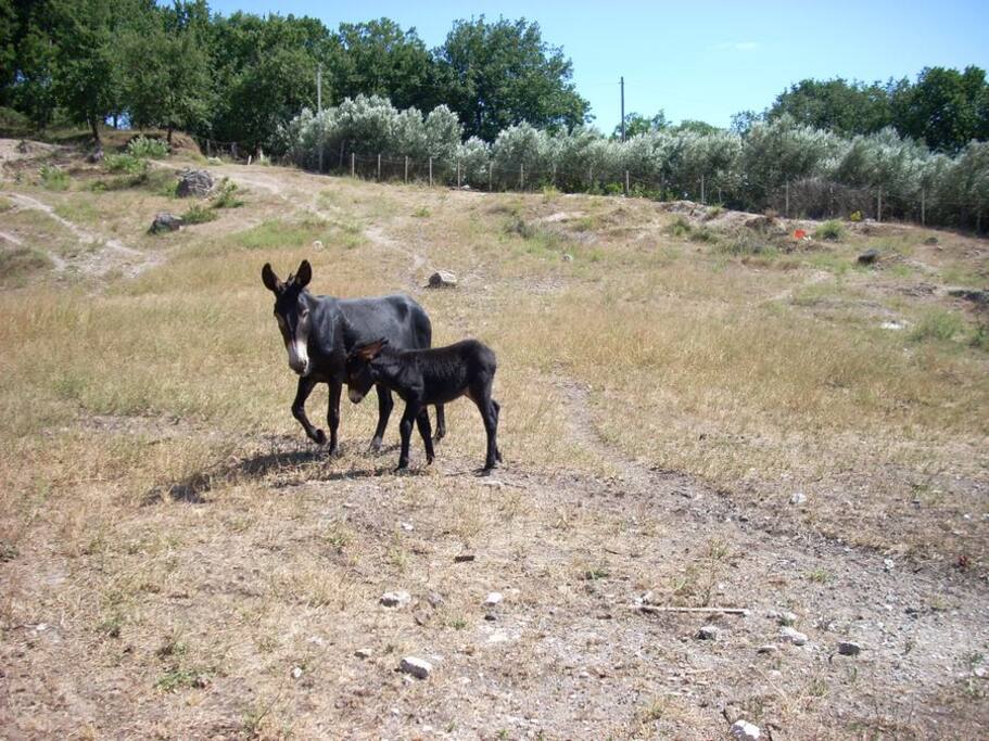 gli asinelli della masseria