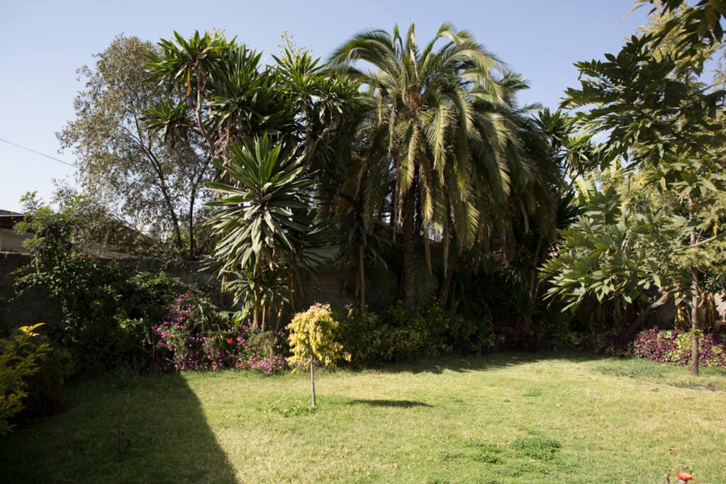 Huge yard