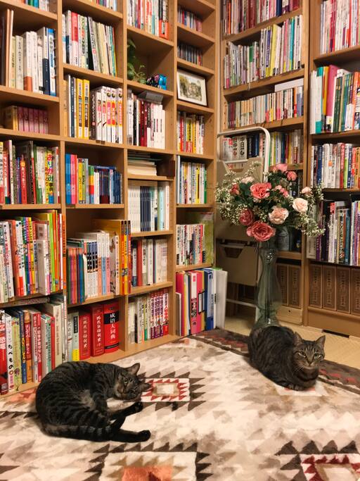 2匹の猫が遊びに行くことがあるかもしれませんが、どうか仲良くしてあげてください。