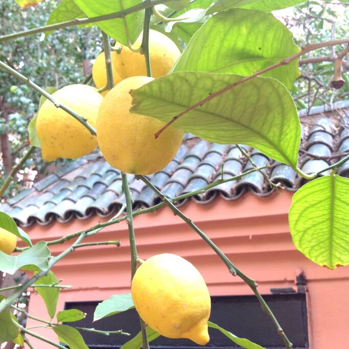 Citronnier jardin