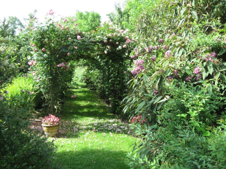 pergola con viti e rose