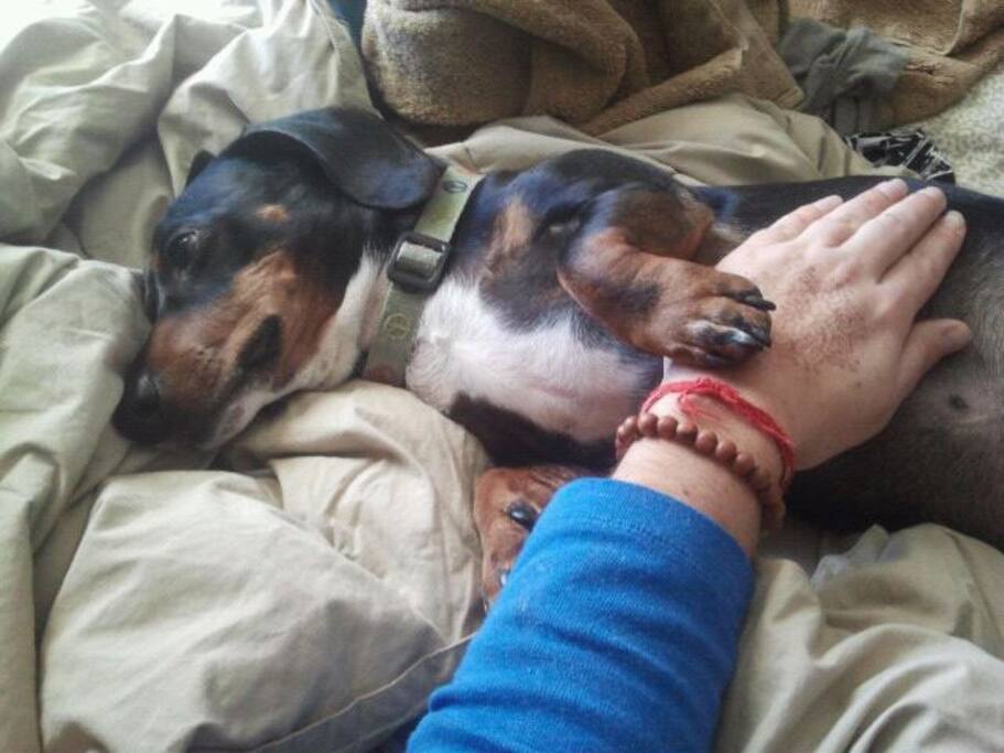 Cujo
