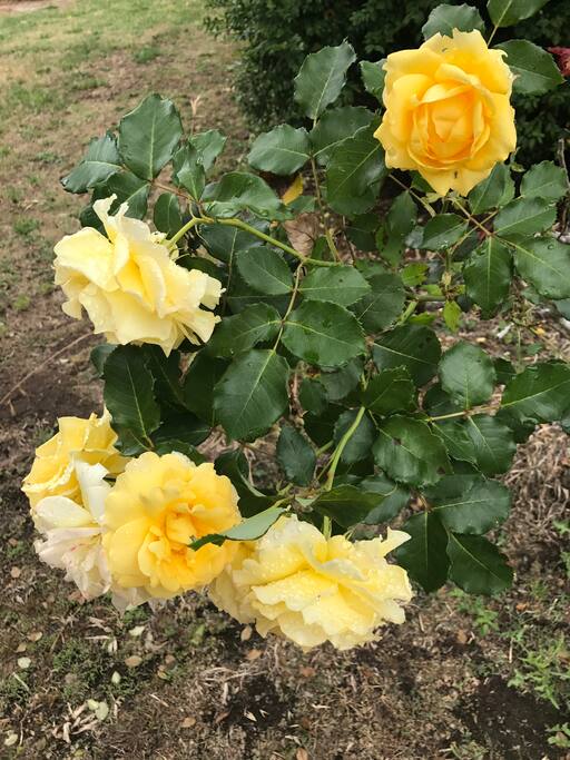 Roses