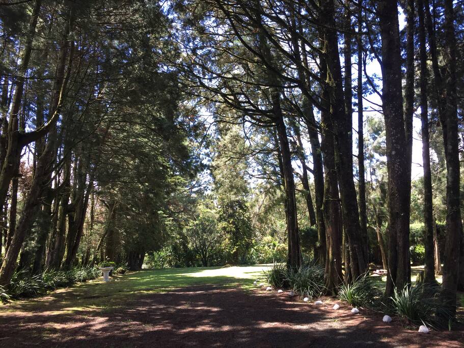 Bosque de Ciprés
