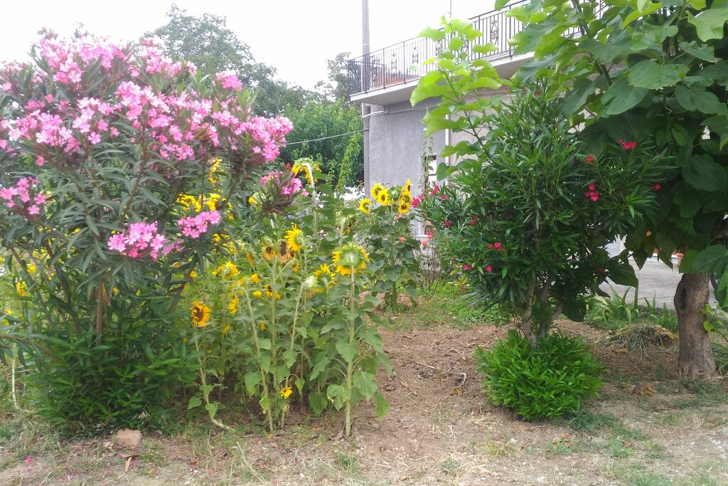 Giardino