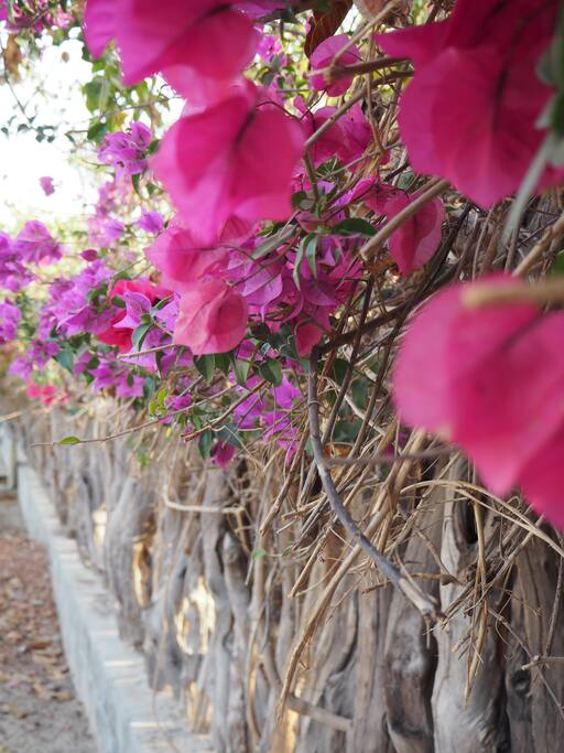 The fence