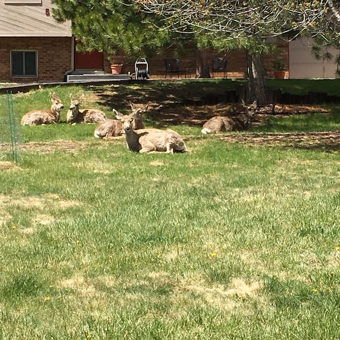 Outdoor residents