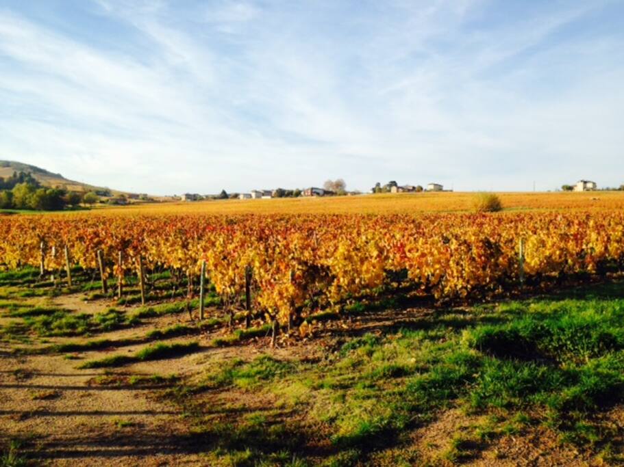 Vignes en octobre (vue du bout de l'impasse )