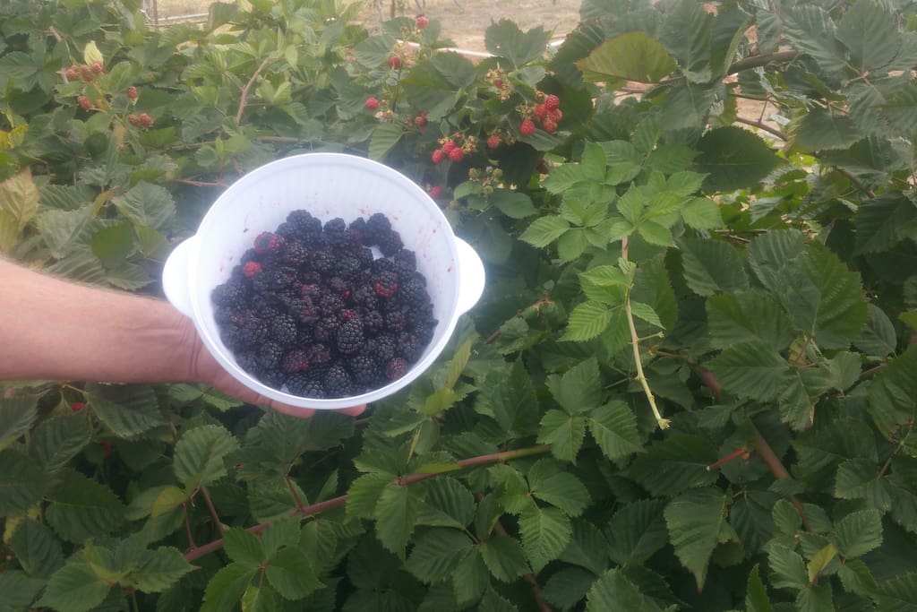 Fresh boysenberries!