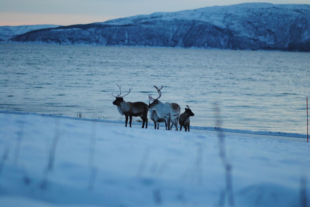 Reindeers in the yard