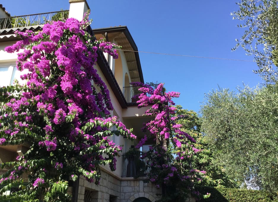 Our bougainvillea
