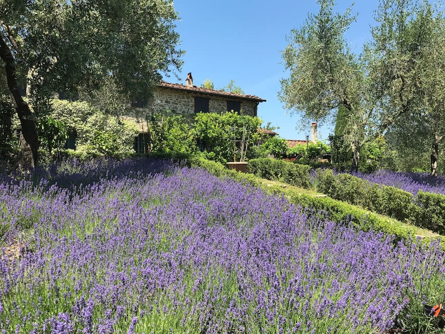 House and lavender field