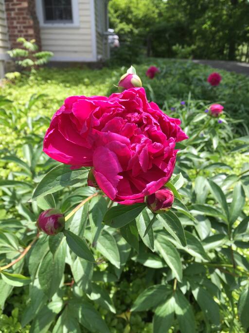 Relaxed garden setting