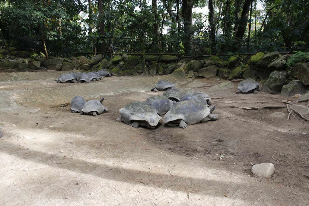Seychelles Giant turtles Botanical Garden