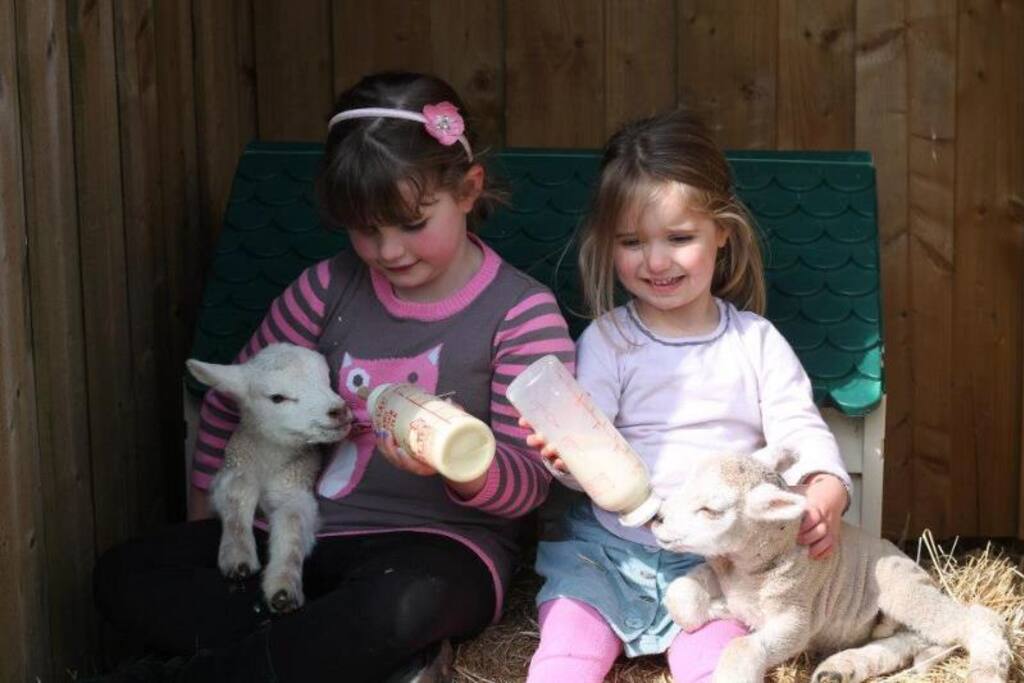 Daily feeding of animals