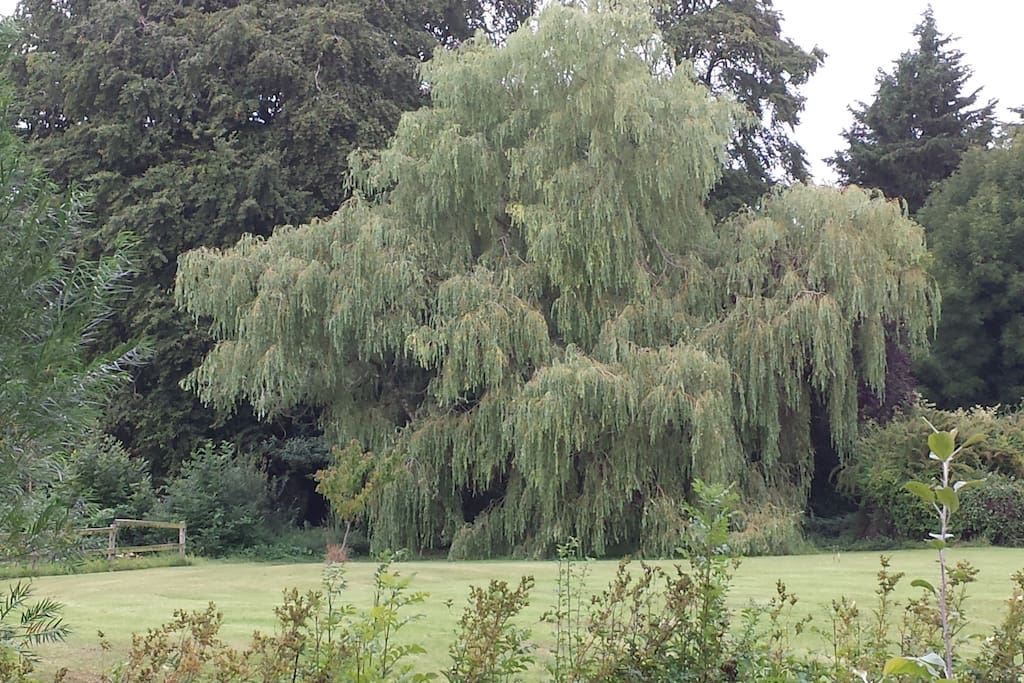Extensive gardens