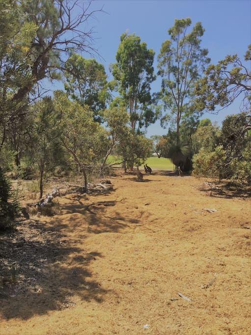 Golf course Kangaroos