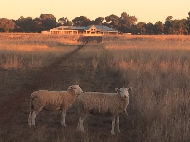 Willaree Park Farm Stay