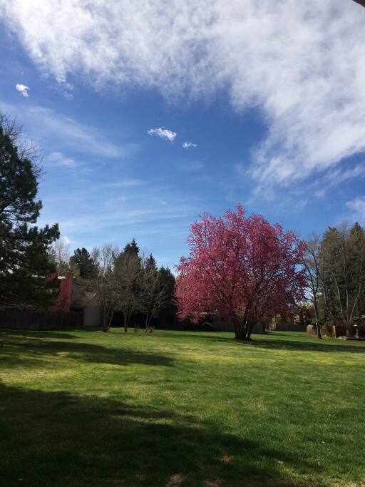 The green belt in spring time, May/June in Colorado.