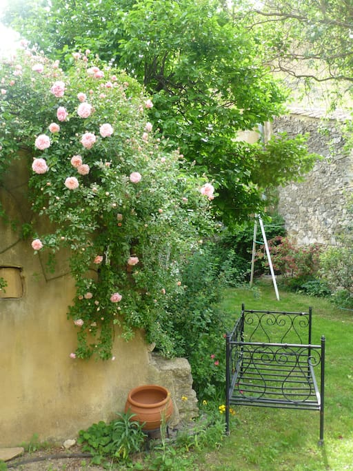 les rosiers au printemps