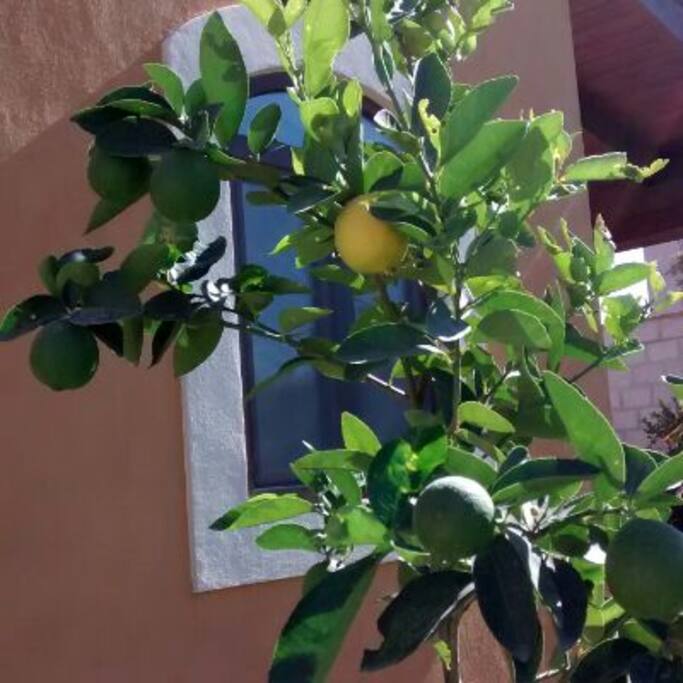 Árbol de limón real sin semilla