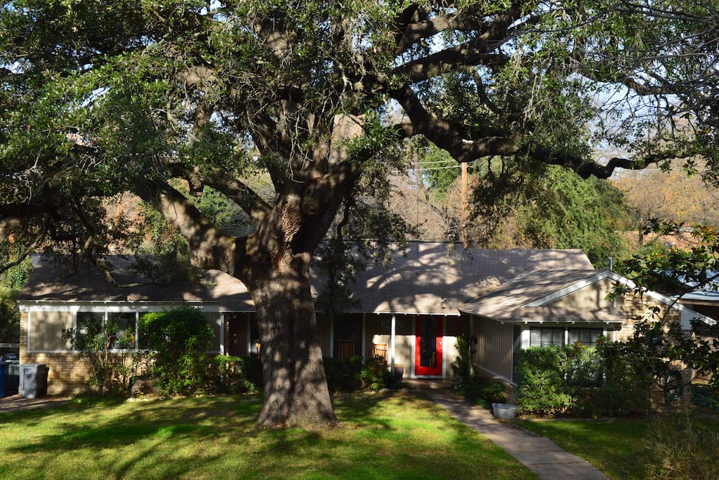 Our oak tree!