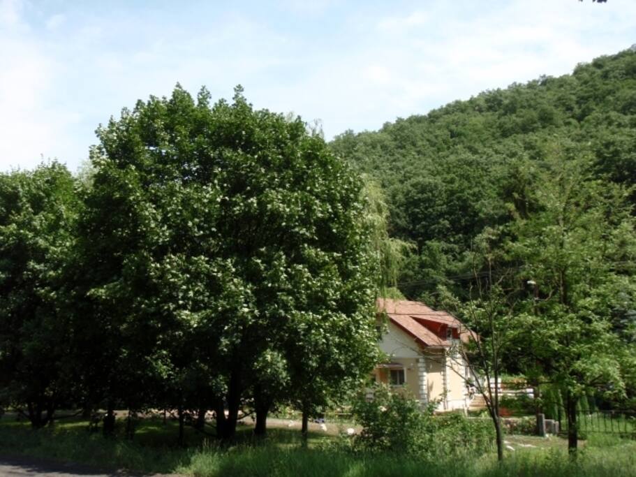 Nyári táj