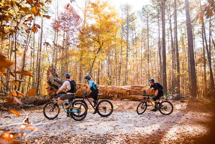 image of people biking in the woods