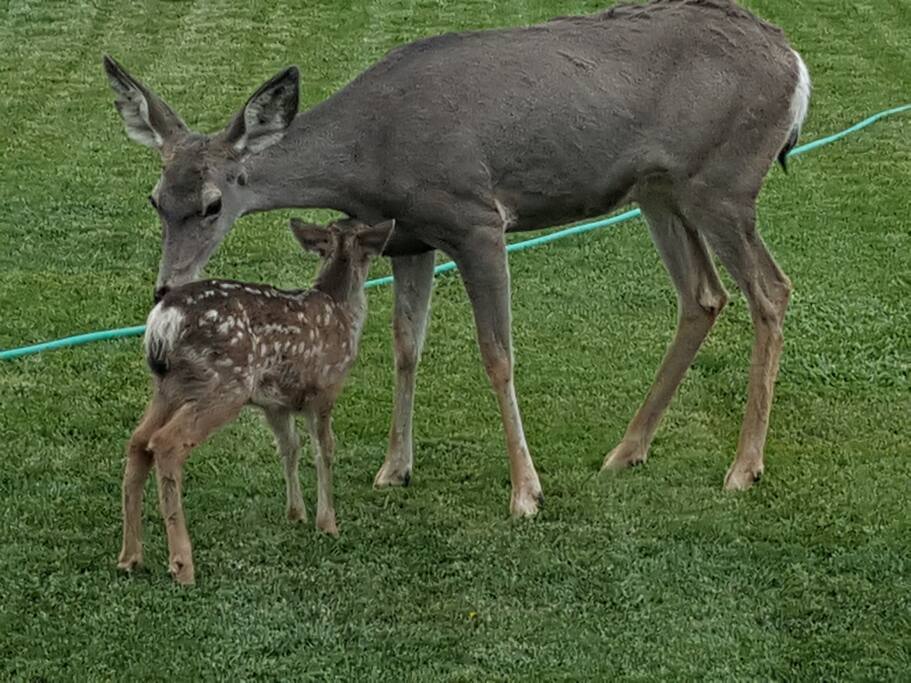 A common daily site around our place