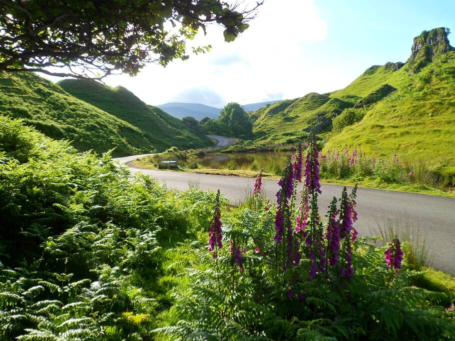 Fairy Glen (summer)