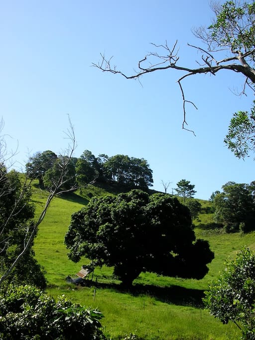 The spectacular rolling green hills of our valley