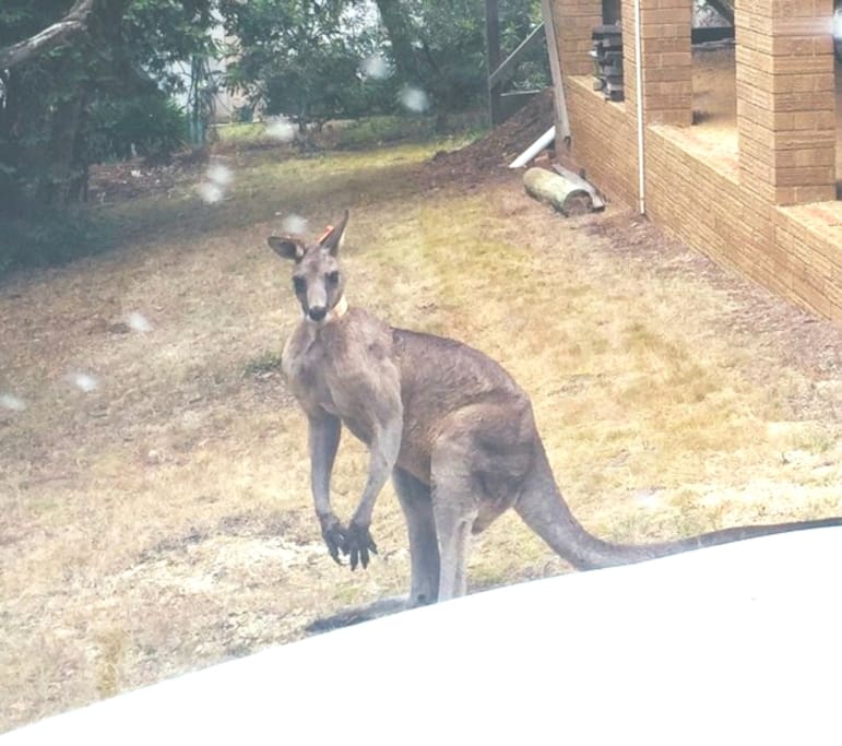 Yes we do have Kangaroos visit our front and back yards and an abundant native birdlife with Tawny Frog Mouths a highlight.