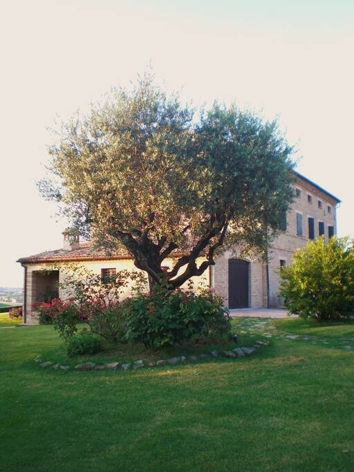 Scorcio con olivo secolare
