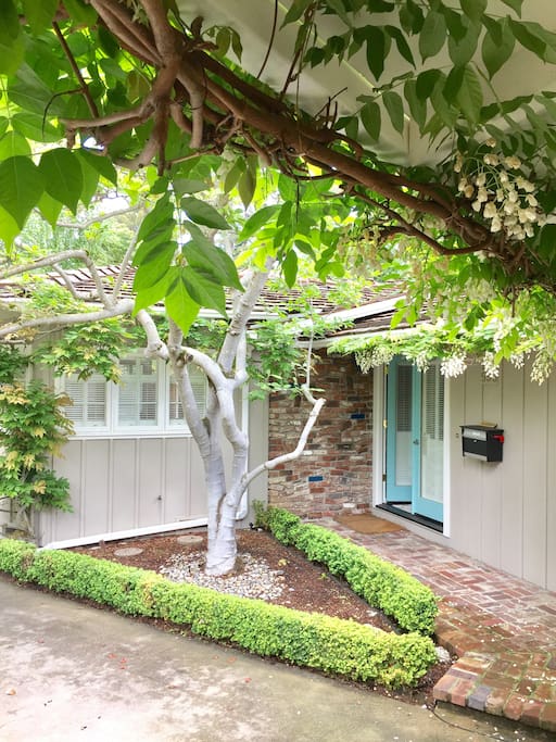 Wisteria