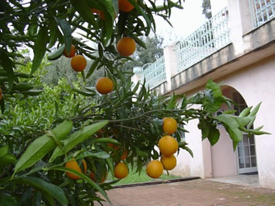 Les orangers dans le jardin