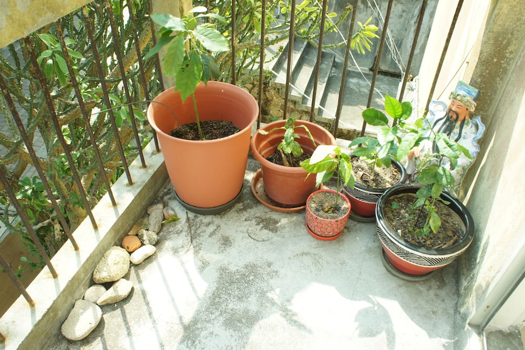Baby avocado and lemon trees. One day to give fruit!
