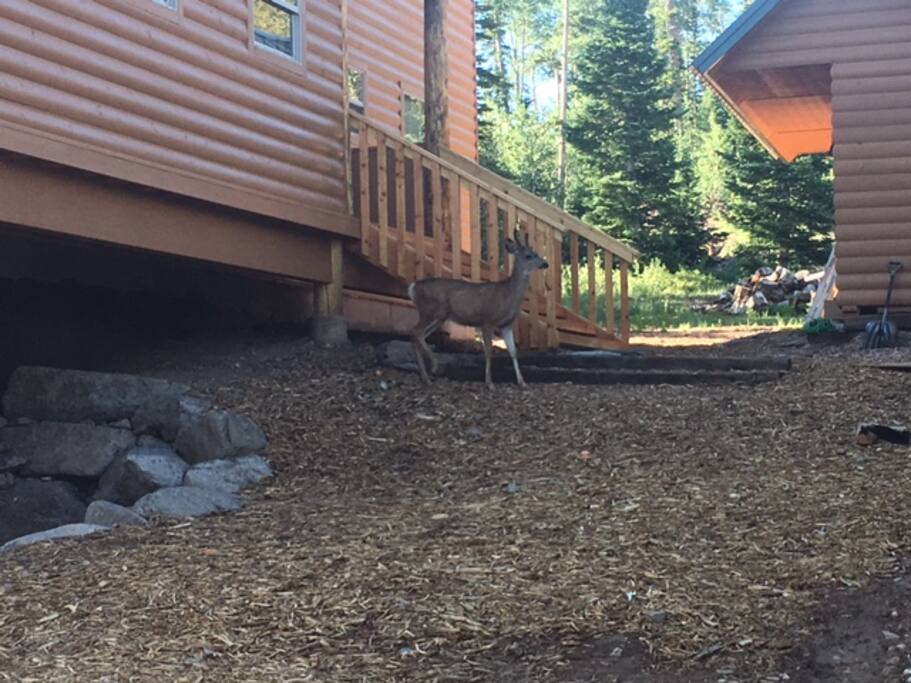 Visitor slept under deck