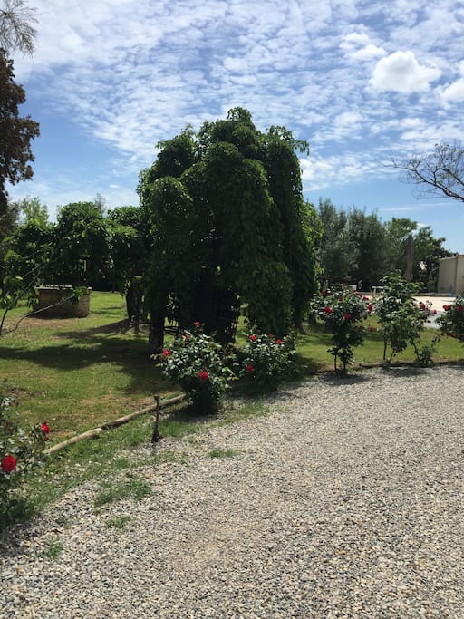 jardin