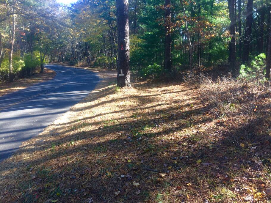 Autumn Sunlight and Shadows