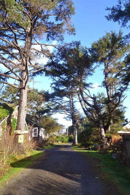 Road Leading To The Barnacle