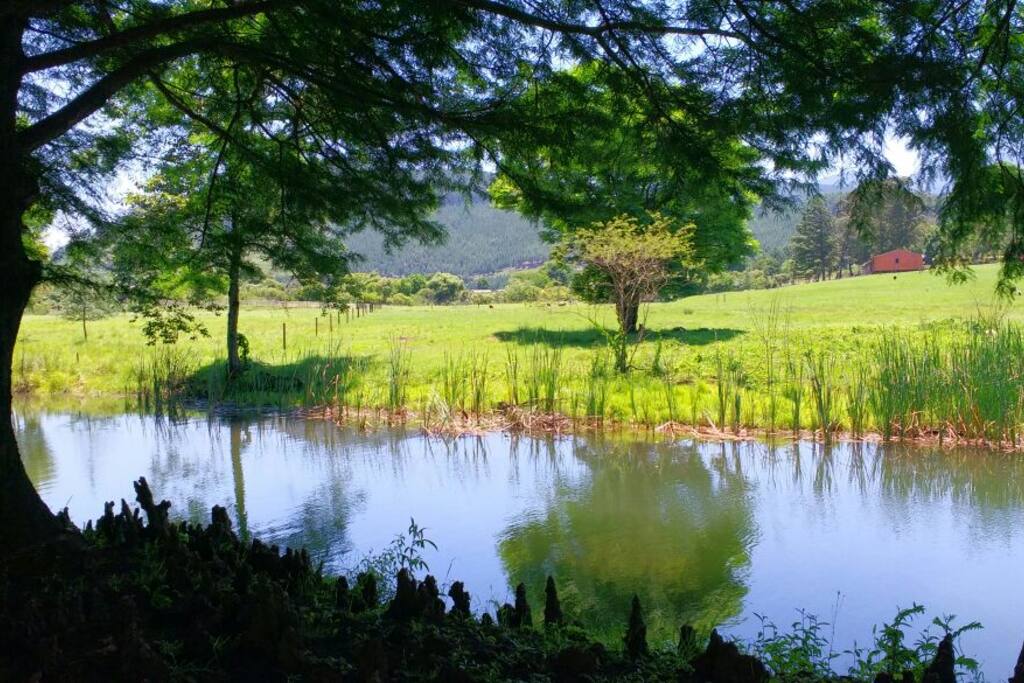 Nature at its best: Summertime.