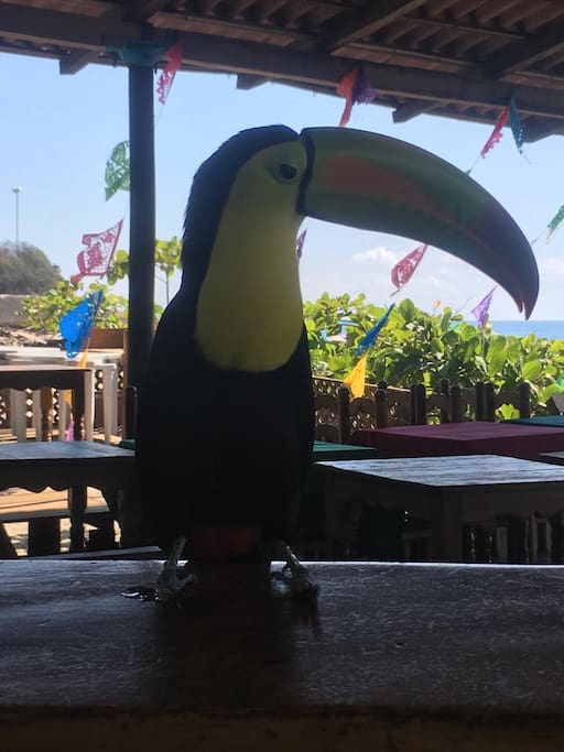 The best bartender from Puerto Escondido