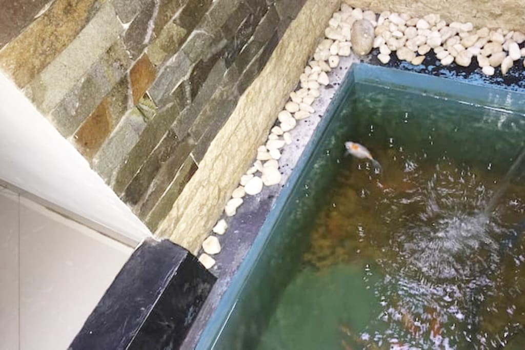 kolam ikan mini-you can enjoy the fish pool