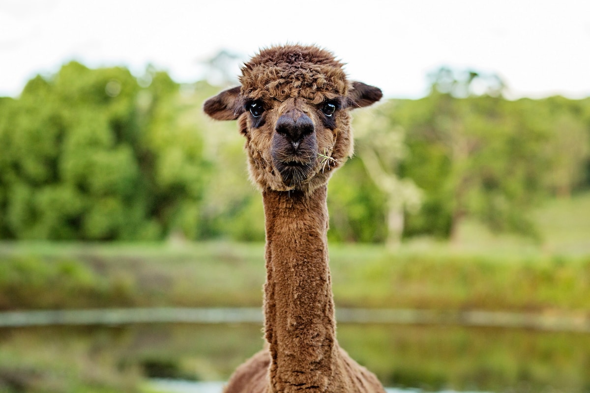 A close-up of an alpaca features its distinctive face and large expressive eyes. The soft, brown fur is visible, and a natural green landscape can be seen blurred in the background, creating a peaceful farm atmosphere.