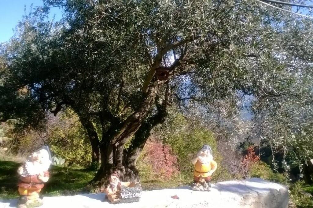 Ulivo Saraceno secolare