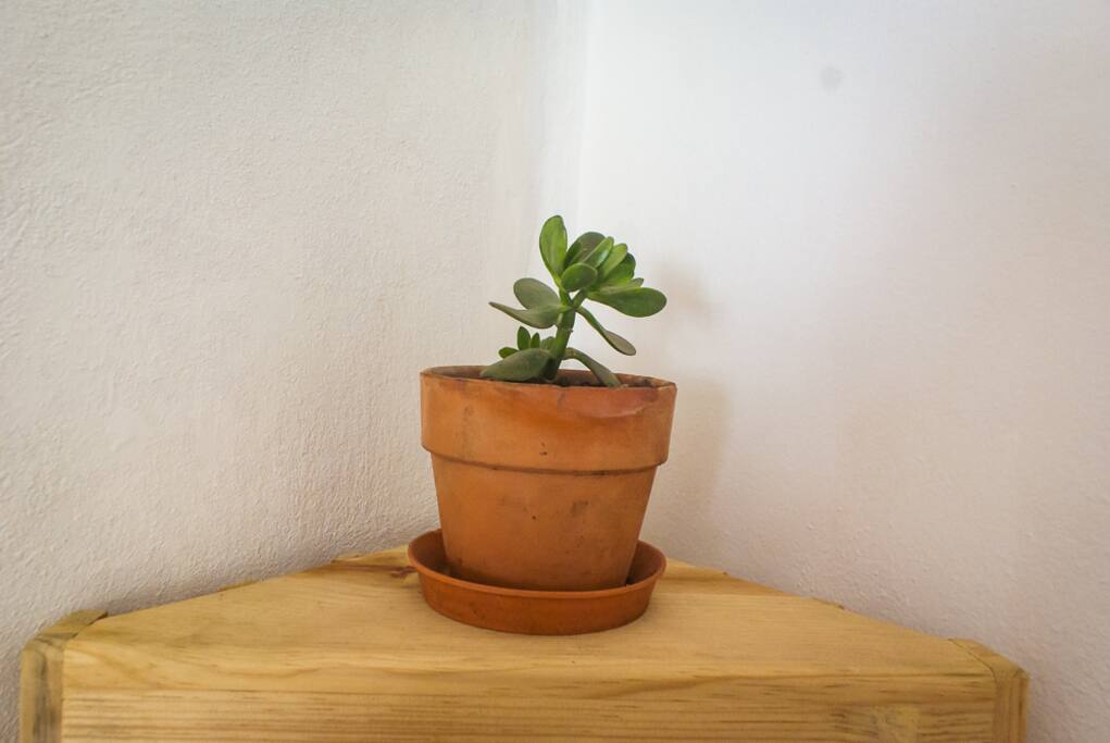 Plantita :)